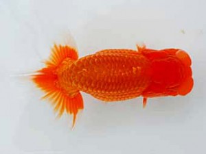 好鱗会 東大関 加納力一 好鱗会 東大関 加納力一