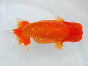 好鱗会 西大関 須田友一郎 好鱗会 西大関 須田友一郎