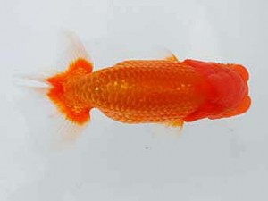 好鱗会 立行司 田中誠慈 好鱗会 立行司 田中誠慈