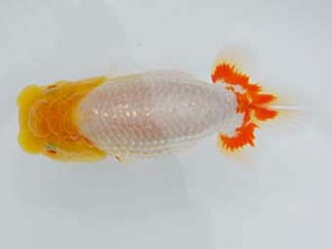 好鱗会 取締一 加納力一 好鱗会 東取締 加納力一