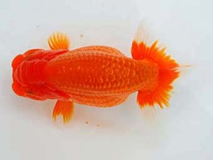 好鱗会 取締二 加納力一 好鱗会 取締二 加納力一