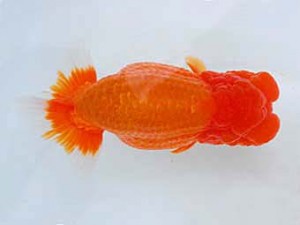 好鱗会 東大関 佐藤治美 好鱗会 東大関 佐藤治美