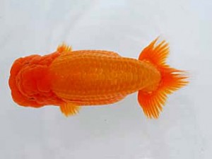 好鱗会 西大関 宮下昌美 好鱗会 西大関 宮下昌美