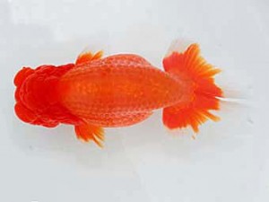 好鱗会 立行司 佐藤徳正 好鱗会 立行司 佐藤徳正