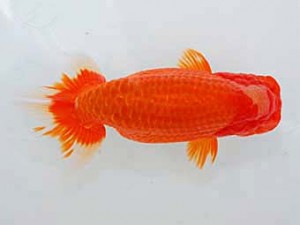 好鱗会 取締一 森相 優 好鱗会 取締一 森相 優