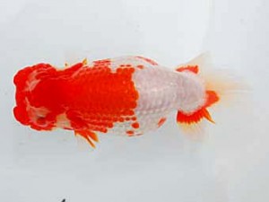 好鱗会 取締二 加納力一 好鱗会 取締二 加納力一