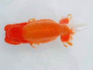 好鱗会 西大関 佐藤治美 好鱗会 西大関 佐藤治美