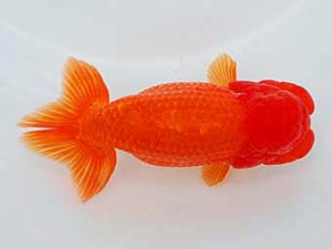 好鱗会 立行司 新倉健次 好鱗会 立行司 新倉健次