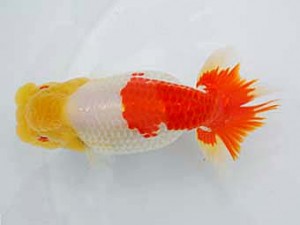 好鱗会 取締一 原田勝彦 好鱗会 取締一 原田勝彦