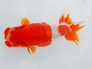 好鱗会 取締二 原田勝彦 好鱗会 取締二 原田勝彦