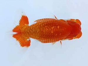 九州・山口日らん会 東勧進元　近藤祐介　大分A