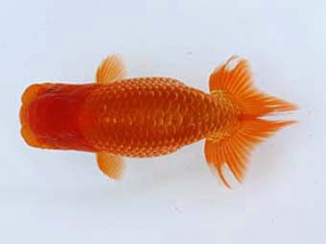 九州・山口日らん会 西勧進元　出口義幸　鳥栖みやき