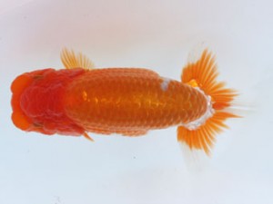 九州・山口日らん会 行司一　吉田隆志　下関