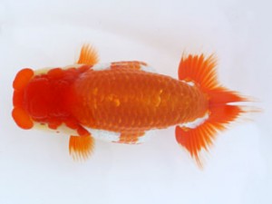 九州・山口日らん会 行司二　荒木義和　宮崎