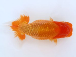 九州・山口日らん会 東脇行司　中尾晋作　熊蘭