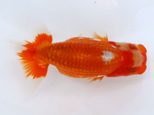 九州・山口日らん会 西脇行司　平山敏明　宮崎