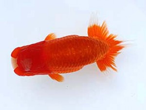 九州・山口日らん会　西大関　出口義幸　鳥栖みやき