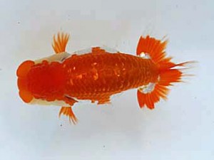 九州・山口日らん会　立行司　荒木義和　宮崎