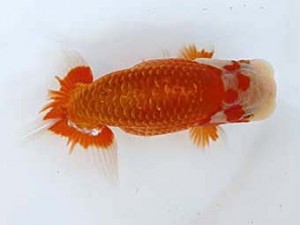 九州・山口日らん会　東取締　佐々木達也　福岡