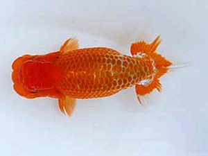 九州・山口日らん会　西取締　太田黒正雄　熊蘭