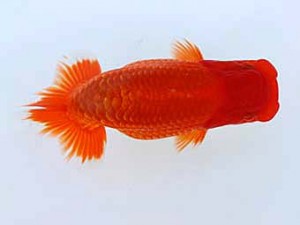 九州・山口日らん会 東関脇　出口義幸　鳥栖みやき