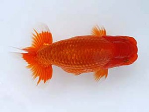 九州・山口日らん会 西関脇　八坂幸二　大分B