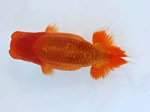 九州・山口日らん会 東小結　荒木義和　宮崎