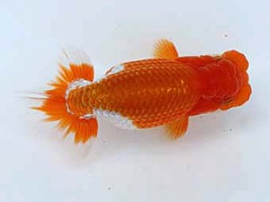 九州・山口日らん会 西小結　片山省二　熊蘭