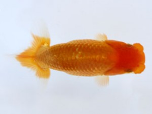 九州・山口日らん会 東勧進元　田中範康　熊蘭