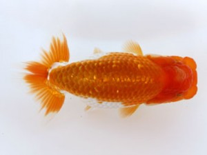 九州・山口日らん会 西勧進元　田中範康　熊蘭