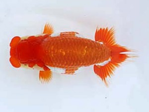 九州・山口日らん会 行司二　神崎清隆　福岡