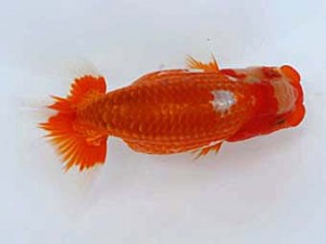 九州・山口日らん会 西脇行司　小西　彰　下関