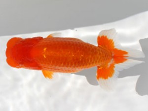 九州・山口日らん会　西大関　赤星　誠　熊蘭