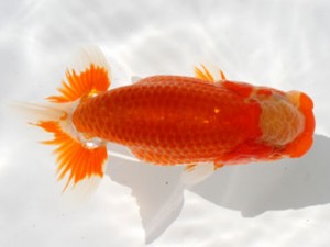 九州・山口日らん会　立行司　矢野克明　福岡