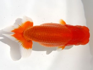 九州・山口日らん会　東取締　小林剛士　佐賀