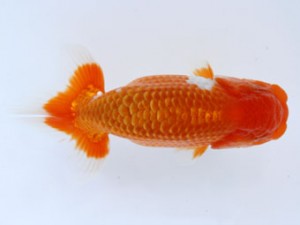 九州・山口日らん会 東関脇　中尾晋作　熊蘭