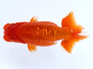 九州・山口日らん会 西関脇　矢野克明　福岡