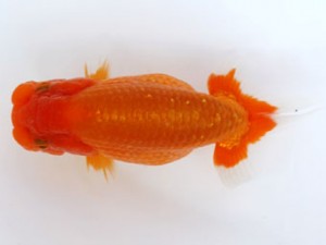 九州・山口日らん会 東小結　田中義洋　熊蘭