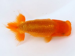 九州・山口日らん会 西小結　小西　彰　下関