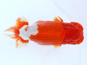 九州・山口日らん会　東大関　東　秀明　佐賀