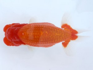 九州・山口日らん会　西大関　高園信幸　佐賀