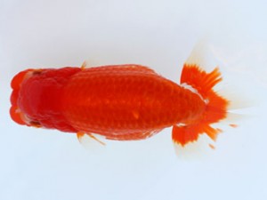 九州・山口日らん会　立行司　出口義幸　鳥栖みやき