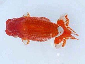 九州・山口日らん会　西大関　東　秀明　佐賀