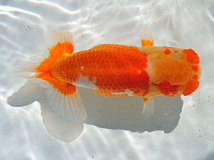 三重らんちう会　東大関　船田伸一