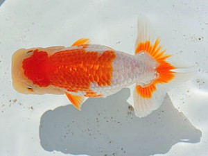 三重らんちう会　西大関　藤波秀文