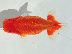 三重らんちう会　立行司　大森康史