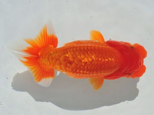 三重らんちう会　東取締　三村和一