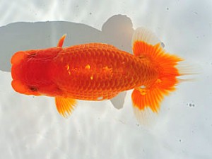 三重らんちう会　西取締　大倉正歳