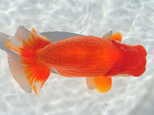 三重らんちう会　東大関　井上　達