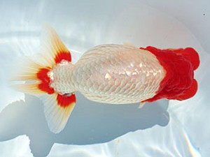 三重らんちう会　立行司　大森康史